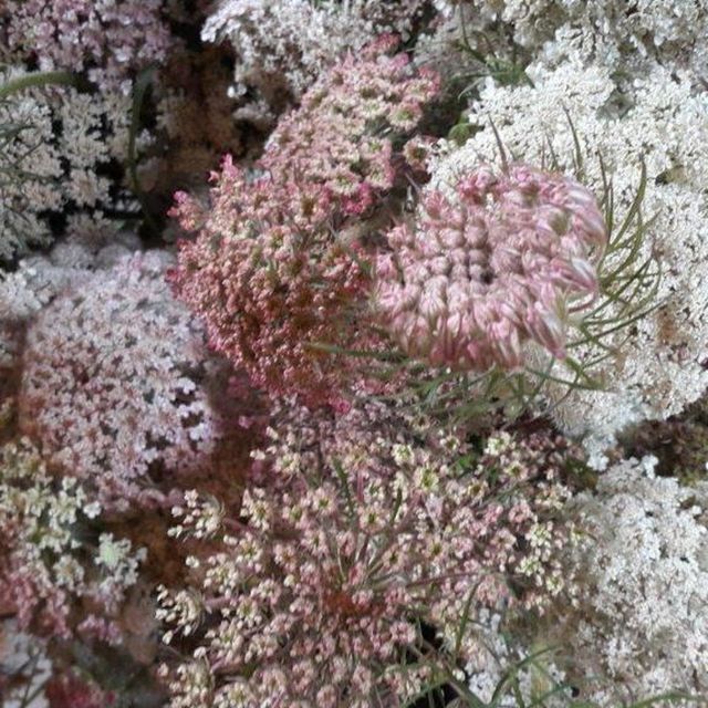 Cut Flower Bunches - Seasonal