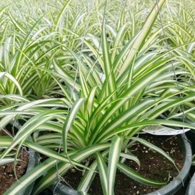 Indoor & Rare Plants