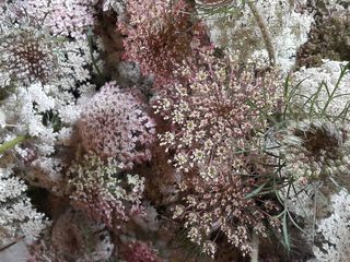 Seasonal Foliage