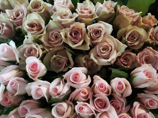 Freshly cut Roses