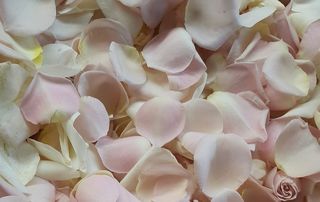 Rose Petals