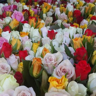 Premium Floribunda Roses