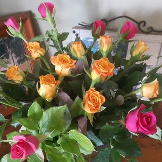Classic Floribunda