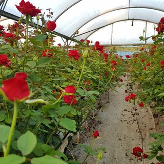 Marigold Rose Petals Garlands Kumeu Auckland