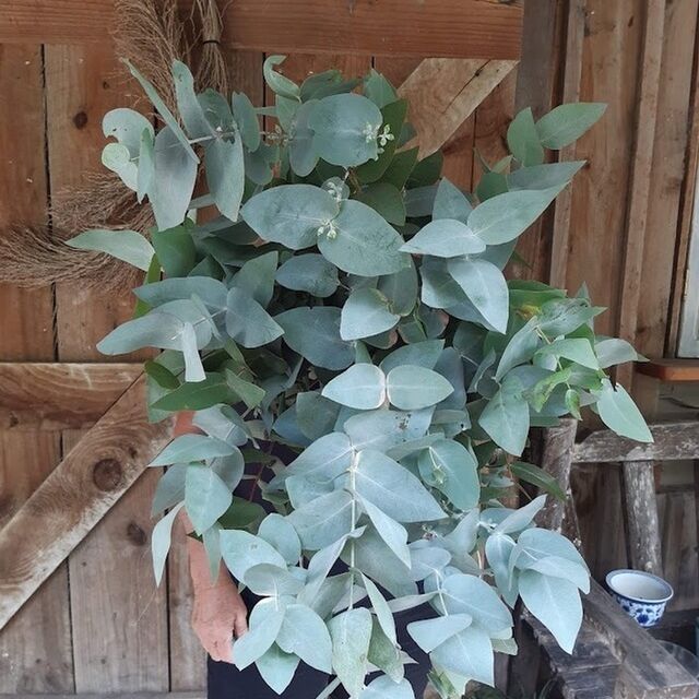 Freshly picked indoor grown foliage l Kumeu Flower Farm