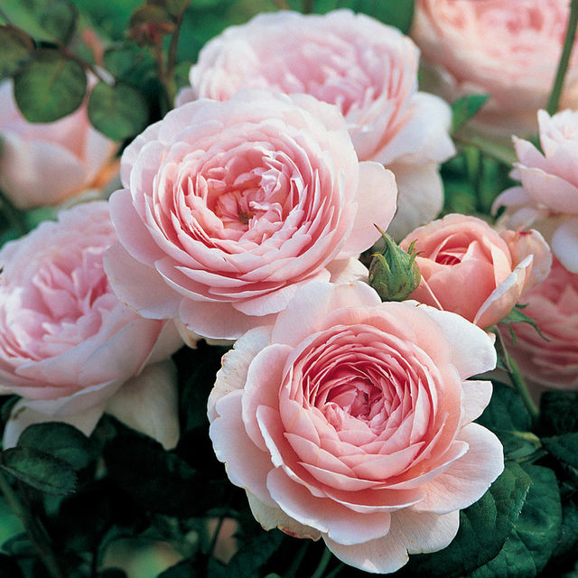 Fragrant Roses