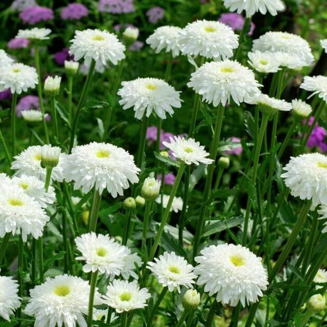 Easter Flowers