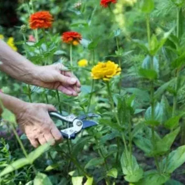 Cutting Garden Plants