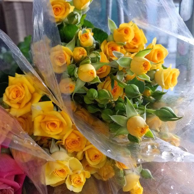 Spray Roses