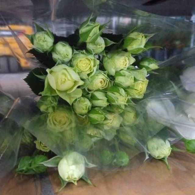 Limelight