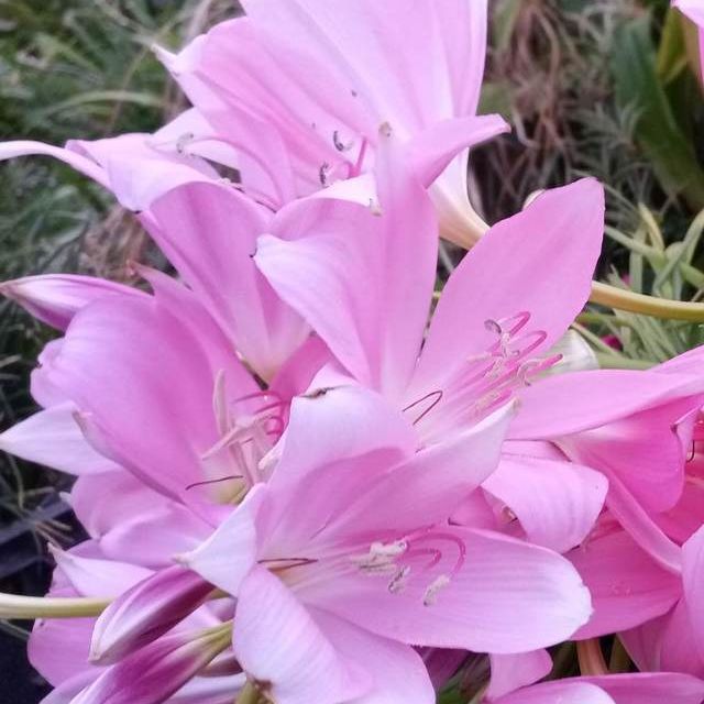 Crinum asiaticum