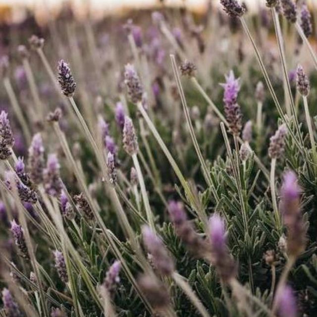 Lavender - Cut Foliage