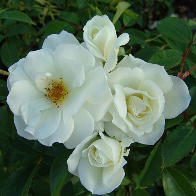 Iceburg - German Rose