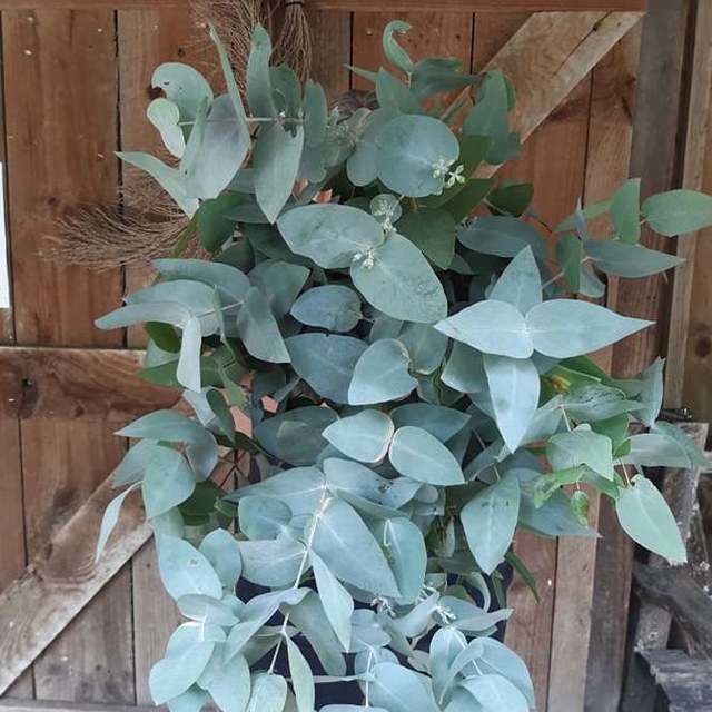 Fresh Gum - Cut Foliage