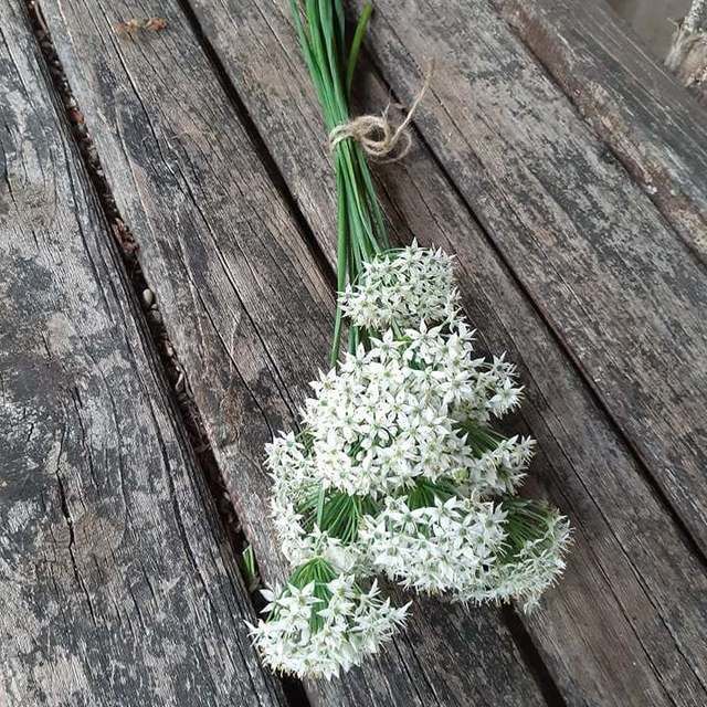 Garlic Onion Flowers