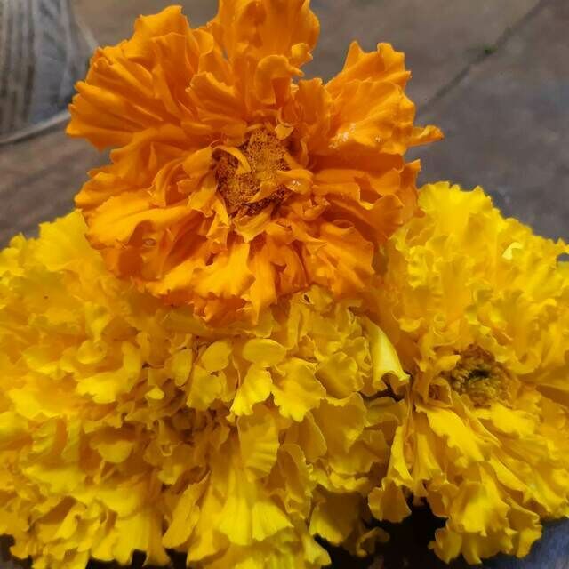 Marigolds petals - Fresh