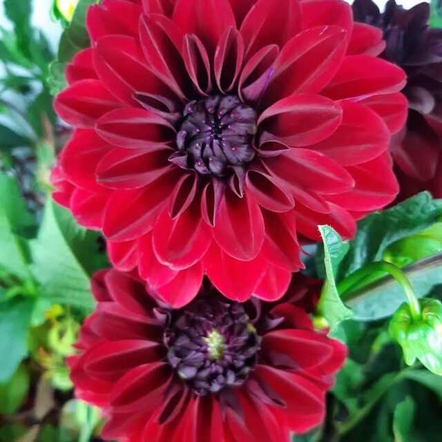 Dahlia - Mixed colours