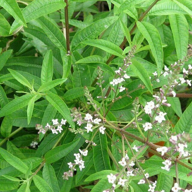 Lemon Verbena