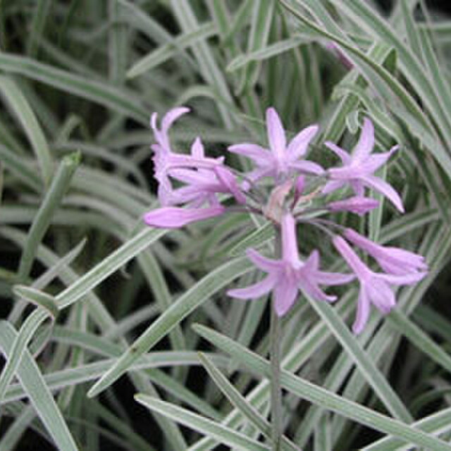 Society garlic - Tulbaghia violacea
