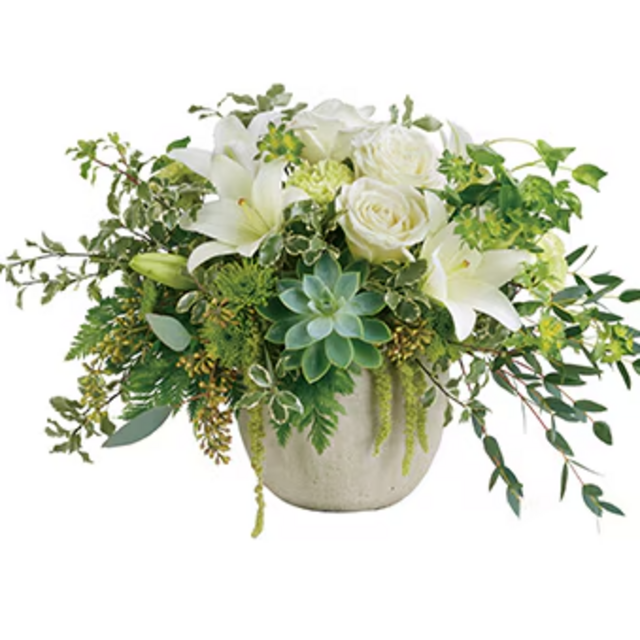 Tanami Beauty Potted